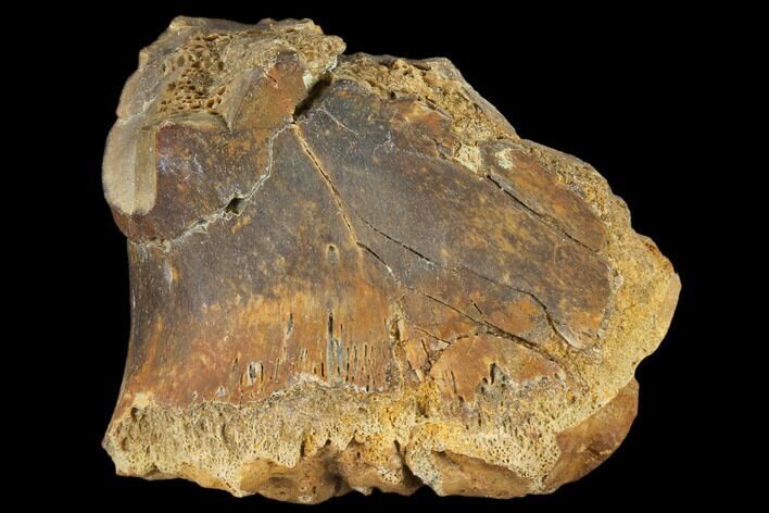 Unidentified Dinosaur Bone Section - Aguja Formation, Texas #116730